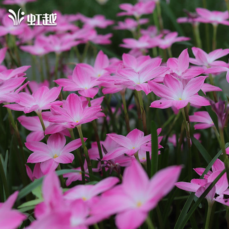 Wind and rain orchid naked ball Hongyue bulbous flower viewing plant heat-resistant, easy-to-raise and explosive pot Bai Lili pink leopard