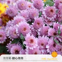 【2 горшки】 пузырьковые хризантема-светоядные пузырь 150#