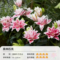 Олимпийская восточная лилия (15/17)