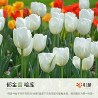 Haku White 5 шаров (5 градусов Ball Week Long 11/12)