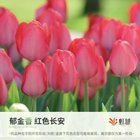 [18 шаров] Красный Чанган (5 градусов с мячом в длину 12+)