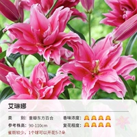 3 гола тяжелой лепестской восточной лили Елена (16-18 см)