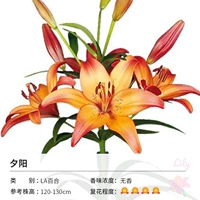 La Lily Sunset (14-16 см) 3 шариковая одежда