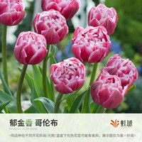 Columbus 5 Ball (5 градусов Ball Week Long 12+)