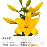 Желтый, 14-16см