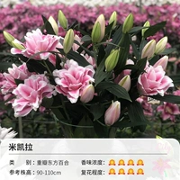 Суровая восточная лилия Микала (17/19)