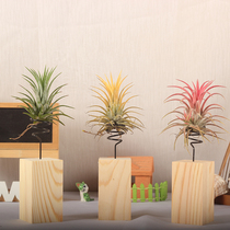 Hongyue air pineapple jellyfish series suspension set interesting beautiful and easy to raise lazy plants