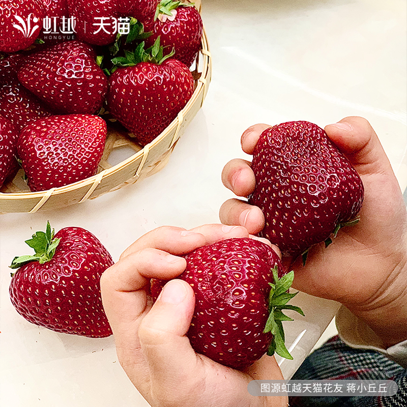 Spot iridescent strawberry Miao potted balcony window edge Four Seasons results Tree red Yen Zhangge Cream Strawberry Planting Miao-Taobao