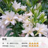 3 гола тяжелых лепесток в горшках Oriental Lilysta (15-17 см)