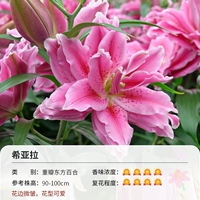 3 гола тяжелой лепестки Восточной Лили Хилила (16-18 см)