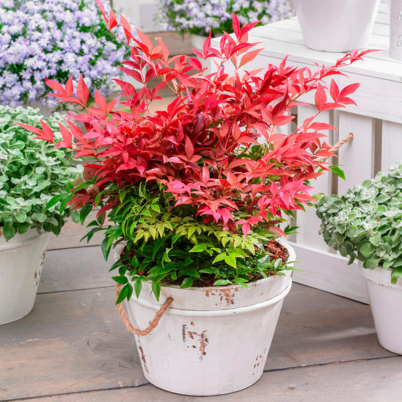 (Hong Yue) imported Nantian bamboo potted plants color plants evergreen foliage shrub foliage variety