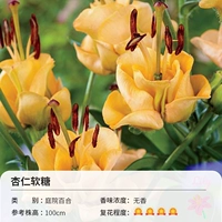 Миндальный, 14-16см