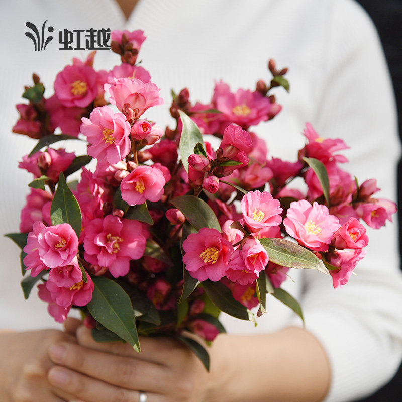 Hongyue Camellia potted garden balcony flowering shrub large amount of flowers in winter flowering plant camellia with bud