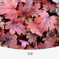 Квасцы Gen Limli 120#