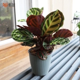 Зеленое красочное красивое зеленое яблоко Радуга Павлин Аррорут Горшечные растения Гостиная Зеленые растения Крытый балкон Офис Горшечные растения