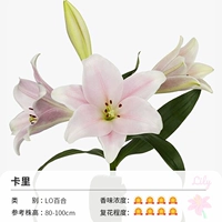 Ло Лили Кардия (20-22 см) 3 гола