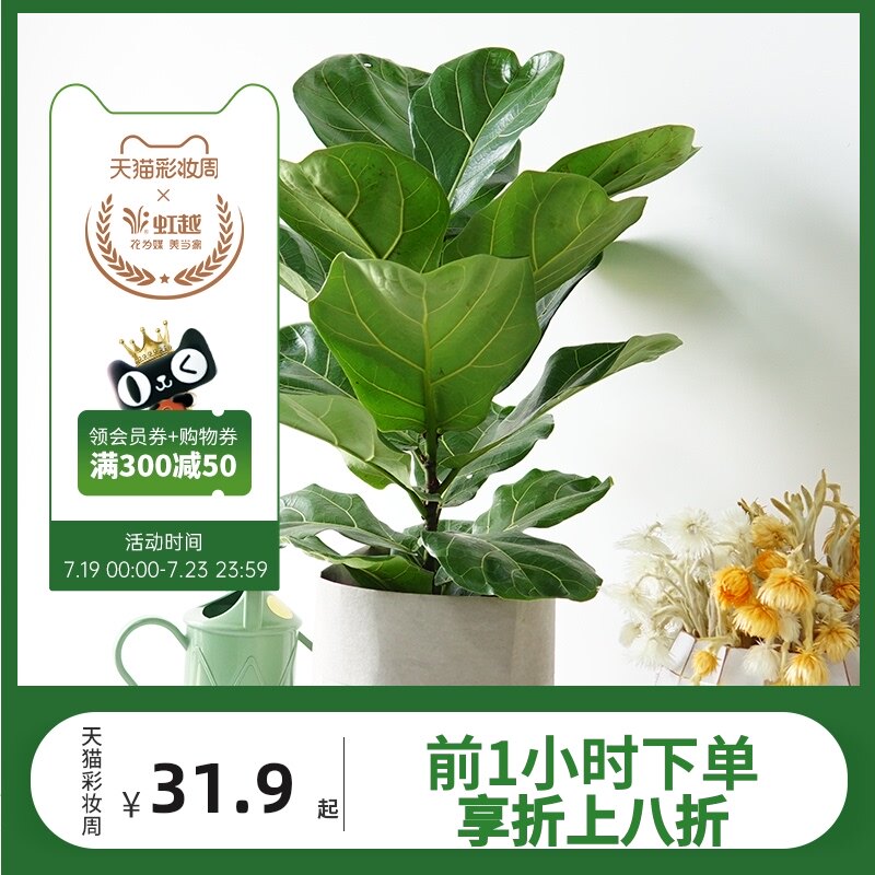 Qin Ye Banyan big leaf green plant potted turtle back Taro Bird of paradise Big leaf umbrella Hong Yue Living Room Nordic net red indoor green plant