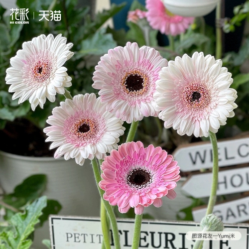 Цветочные цветочные высококачественные саженцы Гербера горлочные растительные растения.