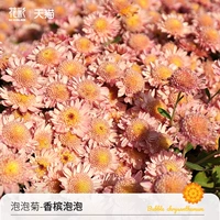 Пузырьковые хризантема-чампань-пузырьки 150#