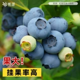 虹越 Черничное дерево сажанщика сажанщаться на балконе для выращивания северной холодной погоней и снежных дней, высокая скорость висячих фруктов О'Нила