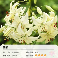 Сад Лили Эми (16-18 см) 3 Шаровая одежда