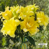 虹越 Стоматологическая лепестка Лилия, импортная цветочная парфюм, духи, железная пушка с лилией, четыре сезона из горшка Изабелла Эша Эйлина