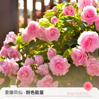 Direwn Phoenix Pink Energy 120#