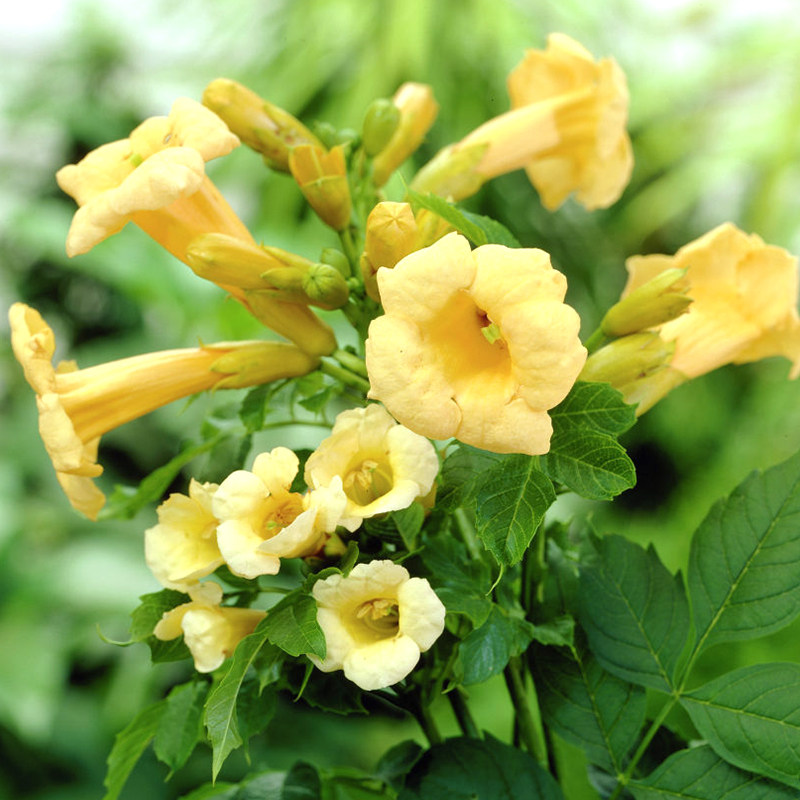 (Hongyue)Honeysuckle diamond wind American Sky Vine Hydrangea garden deciduous vine flower view