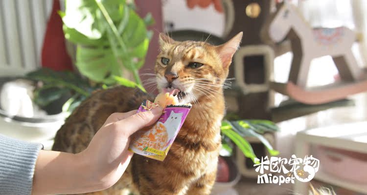 Mio Thú cưng Inabao Miao sáu gói súp cá ngừ nướng thưởng cho mèo ăn nhẹ 15g * 6 gói thức ăn cho mèo royal canin