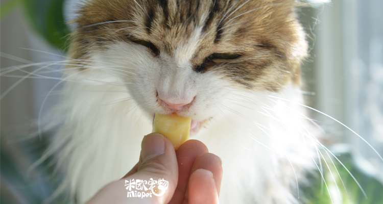 2018.12.15 Thuốc trên Ford Lựa chọn Cheese Cheese Cheese Cheese Cat Snacks 3 miếng làm thức ăn cho mèo
