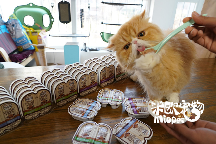 Mio Pet Nhập khẩu Meishi Mèo Đóng hộp Hộp cơm trưa Mèo Ăn vặt Không có hạt Thức ăn chính Can Cat Pot 75g - Đồ ăn nhẹ cho mèo hạt catsrang cho mèo con