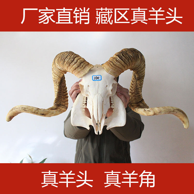 Sheep skull sheep horn decorative specimen ornament wall pendant wall hanging wall ornament animal real head ethnic characteristic handicrafts