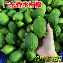 Perfume lemon authentic Guangdong seedless bergamot first-class fruit punch duck shit fragrant hand-beaten lemon tea milk tea shop use