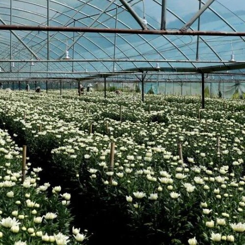 蜜儿鲜花