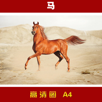 High-definition portrait of the origin of the horse in the lotus pond