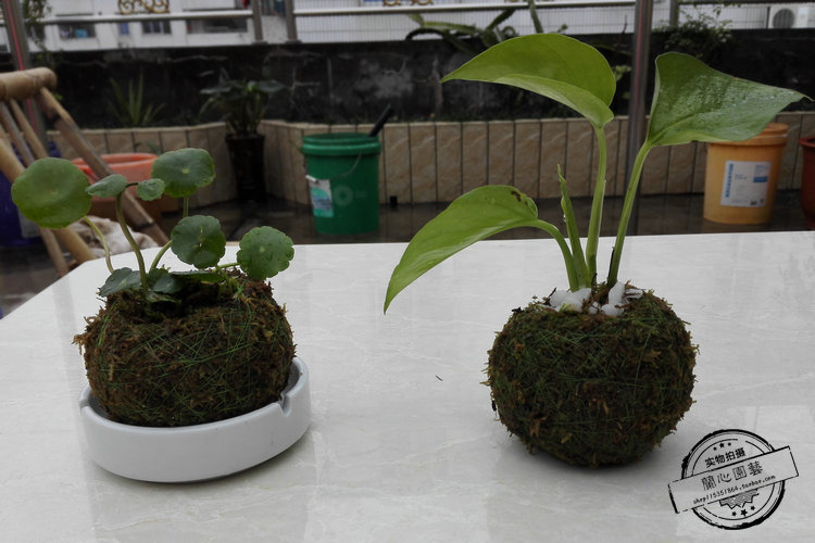 苔玉水苔球石斛兰花基质苔藓干水苔球青苔玉创意无土种植球 兰心园艺 苔玉 一种由盆景 Bonsai 演变的古老日本艺术 始于江户年代 日式盆景中的一种 苔玉盆景的特色是雕琢形状不用硬性的材料 而仅用植物的根部以土壤包覆成圆形后 再以青苔披覆其外 生活服务 女装 流行女装 苔玉水苔球石斛兰花基质苔藓干水苔球青苔玉创意无土种植球 兰心园艺 苔玉 一种由盆景 Bonsai 演变的古老日本艺术 始于江户年代 日式盆景中的一种 苔玉盆景的特色是雕琢形状不用硬性的材料 而仅用植物的根部以土壤包覆成圆形后 再以青苔披覆其外 生活服务 女装 流行女装