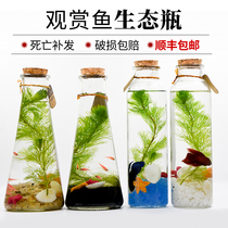 Aquarium fish Ecological bottle fish micro-landscape water-free Betta live diy desktop small fish tank Betta aquarium box