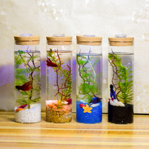 Ecological bottle fish tank Betta live aquarium Mini diy free water desktop office living room glass fish tank