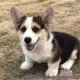Corgi Belly Guardian Server (коровья свиная бумага)