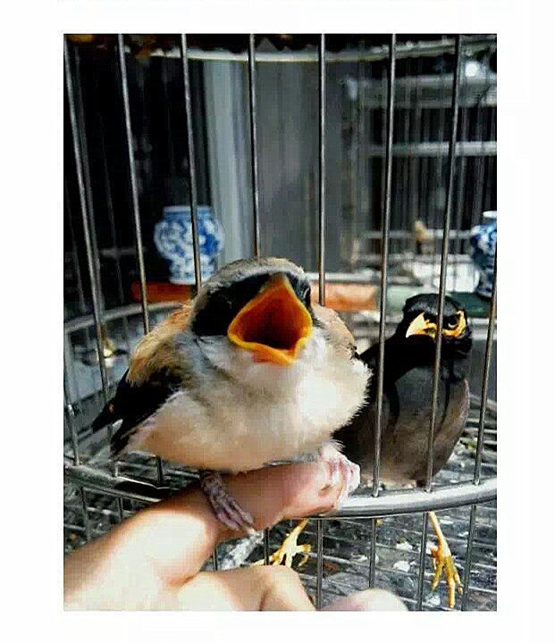 Yao Hongming special shrike bird food dry powder brown-backed bird food natural insect nutrition formula