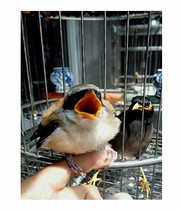 Yao Hongming special shrike chicks into bird grain dry powder Brown back bird food natural insect nutrition formula