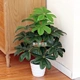 Nhà máy mô phỏng chậu tiền cowpot chậu trong nhà giả hoa trang trí cây xanh bonsai cây giả phòng khách trang trí trang trí - Hoa nhân tạo / Cây / Trái cây hoa mai giả Hoa nhân tạo / Cây / Trái cây
