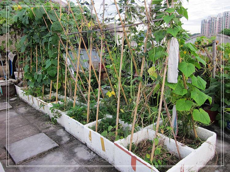 Làm vườn tại nhà, trồng rau, giỏ tre, giá rau dưa chuột, đậu, cà chua, kệ đậu - Nguồn cung cấp vườn vòi phun tưới rau cầm tay
