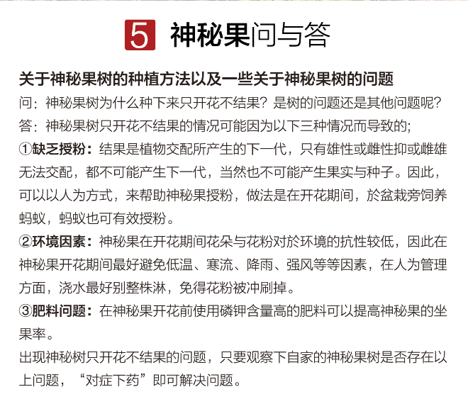 神秘果樹苗(圖12)