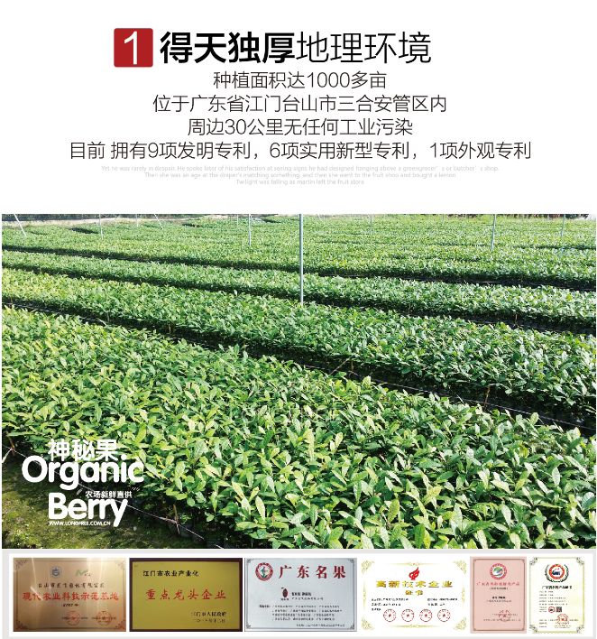 神秘果樹苗(圖2)