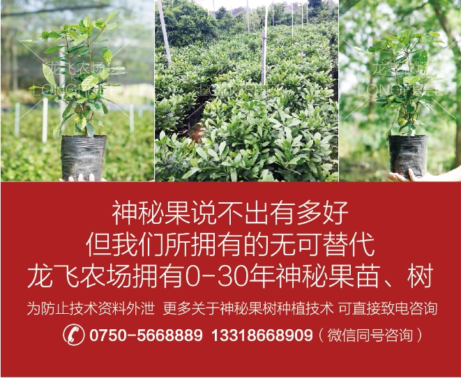 神秘果樹苗(圖14)