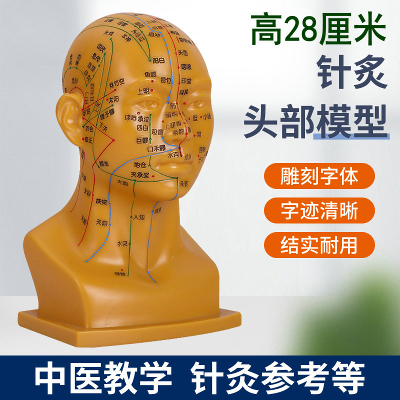 头部经络穴位模型高清大字彩色疏通按摩针灸头疗中医教学工具面部