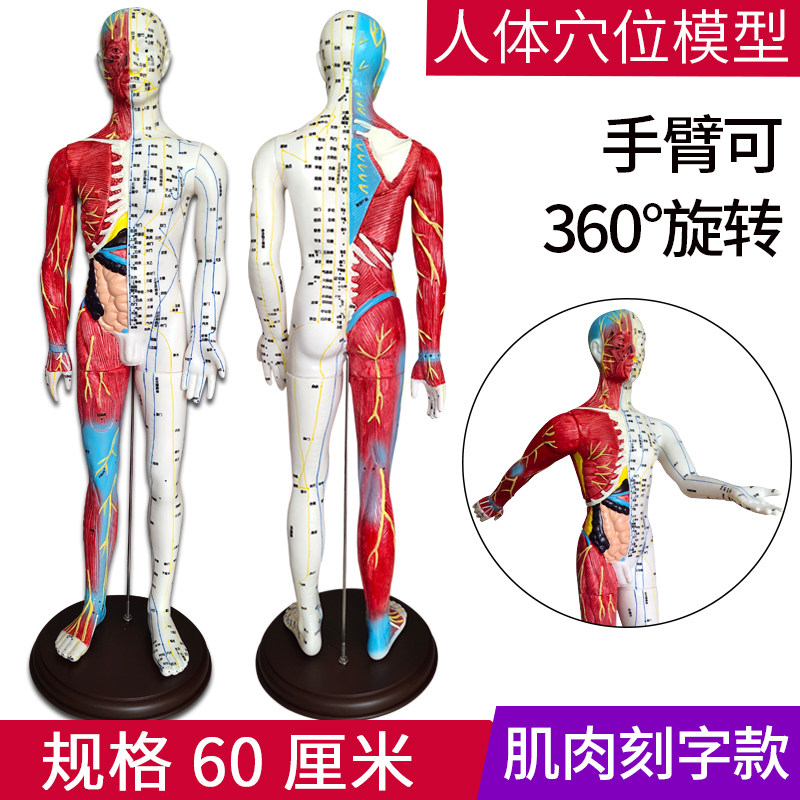 超清晰60 85CM人体针灸模型 半肌肉骨骼内脏模型中医经络穴位模型