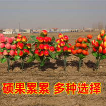 (previous new) emulated Qingming Festival memorial service for tombs and fake apple orange strawberry fruits and vegetables to put decoration branches