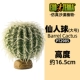 Fairy Palm Pt2985 015561229852